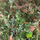 Salix repens L. subsp. repensSalix repens L. subsp. repens