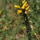 Ulex gallii Panch. subsp. breoganii (Castrov. & Valdés Berm.) Rivas Mart., T.E. Díaz, Fern. Prieto, Loidi & PenasUlex gallii Panch. subsp. breoganii (Castrov. & Valdés Berm.) Rivas Mart., T.E. Díaz, Fern. Prieto, Loidi & Penas