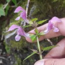 Lamium maculatum L.Lamium maculatum L.