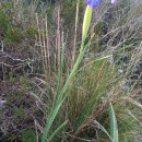 Xiphion boissieri (Henriq.) RodionXiphion boissieri (Henriq.) Rodion