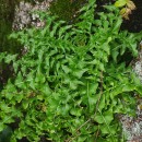 Sisymbrium austriacum Jacq. subsp. chrysanthum (Jord.) Rouy & FoucaudSisymbrium austriacum Jacq. subsp. chrysanthum (Jord.) Rouy & Foucaud