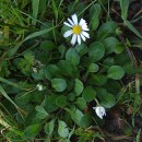 Bellis perennis L.Bellis perennis L.