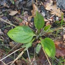 Plantago major  L.Plantago major  L.