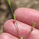 Juncus bufonius L.Juncus bufonius L.