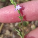 Verbena officinalis L.Verbena officinalis L.