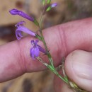 Lobelia urens L.Lobelia urens L.
