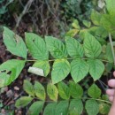 Fraxinus excelsior L.Fraxinus excelsior L.