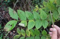Fraxinus excelsior L.Fraxinus excelsior L.