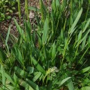 Anthoxanthum amarum Brot.Anthoxanthum amarum Brot.