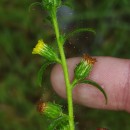 Dittrichia graveolens (L.) Desf.Dittrichia graveolens (L.) Desf.