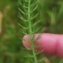Trocdaris verticillatum (L.) Raf.Trocdaris verticillatum (L.) Raf.