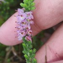 Calluna vulgaris (L.) HullCalluna vulgaris (L.) Hull