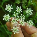 Chaerophyllum temulum L.Chaerophyllum temulum L.
