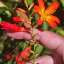 Crocosmia × crocosmiiflora (Lemoine) N.E.Br.Crocosmia × crocosmiiflora (Lemoine) N.E.Br.
