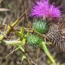 Cirsium vulgare (Savi) Ten.Cirsium vulgare (Savi) Ten.