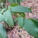 Phytolacca americana L.Phytolacca americana L.