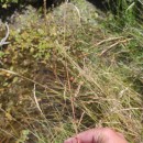 Deschampsia cespitosa (L.) P.Beauv.Deschampsia cespitosa (L.) P.Beauv.