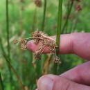 Juncus effusus L.Juncus effusus L.