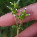 Cerastium glomeratum Thuill.Cerastium glomeratum Thuill.