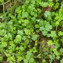 Oxalis corniculata L.Oxalis corniculata L.