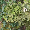 Lobaria pulmonaria (L.) Hoffm. 1796Lobaria pulmonaria (L.) Hoffm. 1796