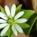 Stellaria media (L.) Vill.Stellaria media (L.) Vill.