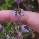 Mentha pulegium L.Mentha pulegium L.