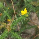 Ulex gallii Planch. subsp. galliiUlex gallii Planch. subsp. gallii