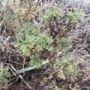 Artemisia campestris L. subsp. maritima (DC.) Arcang.Artemisia campestris L. subsp. maritima (DC.) Arcang.