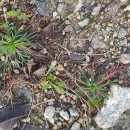 Plantago coronopus L.Plantago coronopus L.