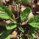 Plantago major  L.Plantago major  L.