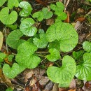 Viola palustris L.Viola palustris L.