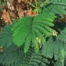 Paraserianthes lophanta (Wild.) I.C. NielsenParaserianthes lophanta (Wild.) I.C. Nielsen