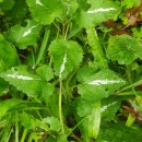 Lamium maculatum L.Lamium maculatum L.