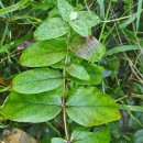 Hypericum androsaemum L.Hypericum androsaemum L.