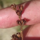 Juncus squarrosus L.Juncus squarrosus L.