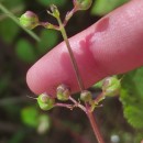 Scrophularia auriculata L.Scrophularia auriculata L.
