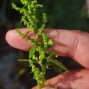 Dysphania ambrosioides (L.) Mosyakin & ClemantsDysphania ambrosioides (L.) Mosyakin & Clemants