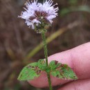 Mentha aquatica L.Mentha aquatica L.