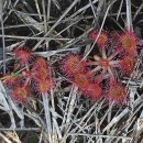 Drosera rotundifolia L.Drosera rotundifolia L.