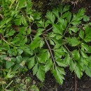 Oenanthe crocata L.Oenanthe crocata L.