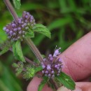 Mentha pulegium L.Mentha pulegium L.