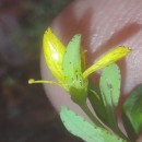 Hypericum humifusum L.Hypericum humifusum L.