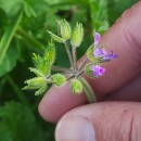 Erodium moschatum (L.) L’Her.Erodium moschatum (L.) L’Her.