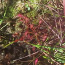 Drosera intermedia HayneDrosera intermedia Hayne