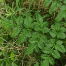 Angelica pachycarpa LangeAngelica pachycarpa Lange