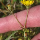 Crepis capillaris (L.) Wallr.Crepis capillaris (L.) Wallr.