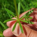 Galium aparine L.Galium aparine L.