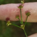 Juncus acutiflorus Ehrh. ex Hoffm.Juncus acutiflorus Ehrh. ex Hoffm.