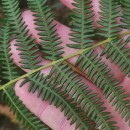 Pteridium aquilinum (L.) KuhnPteridium aquilinum (L.) Kuhn